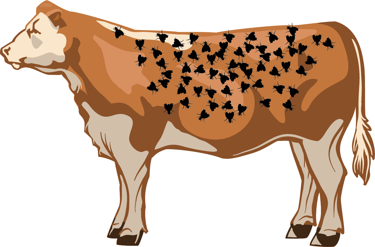 Illustration of a good number of flies on a cow
